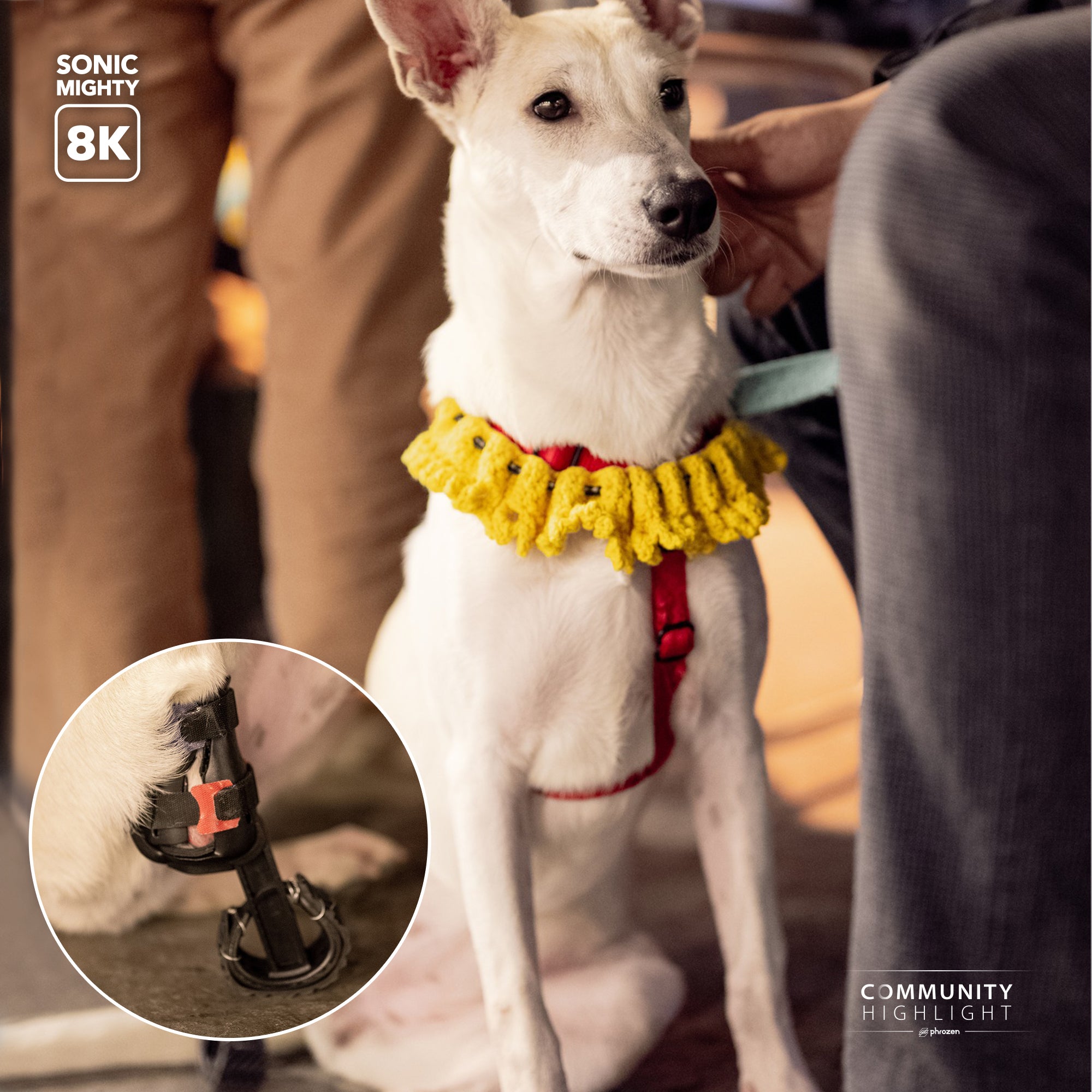 resin 3d printed animal prosthetics for dogs