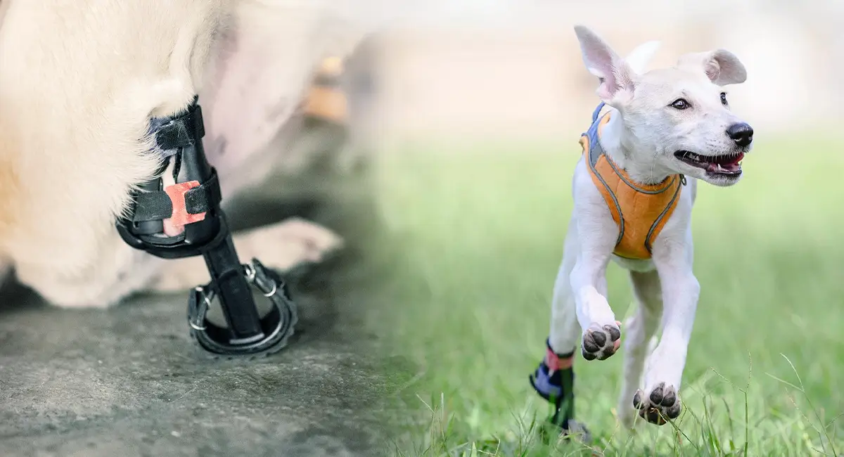 Custom animal prosthetic produced on the Phrozen Sonic Mega 8K V2 for a rescued dog.
