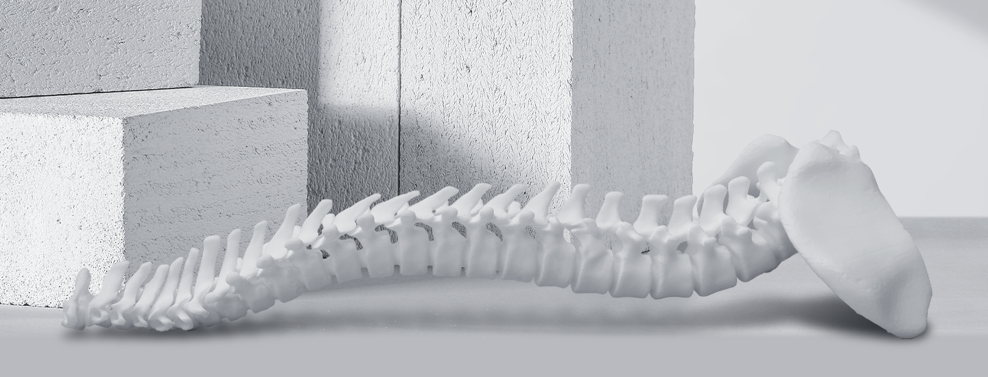 White anatomical spine model printed with Phrozen Ceramic White Resin for medical modeling and education.